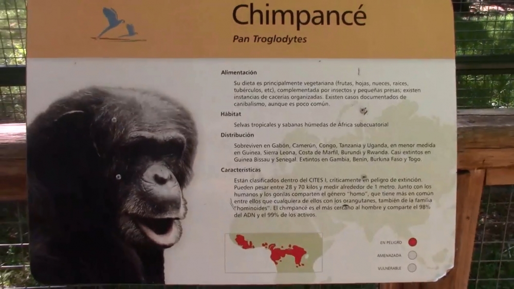 Chimpancé Toti: el amparo como proceso constructivo para mejorar sus condiciones de vida